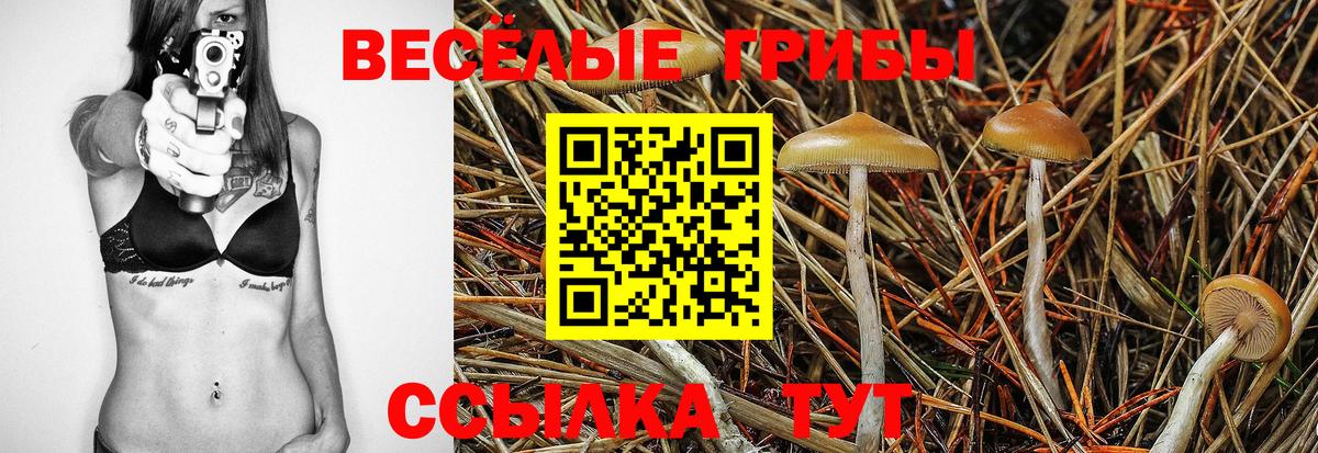 где продают   Вход с VPN  Ефремов  Галлюциногенные грибы Psilocybe 